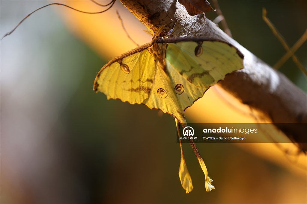 African moon moth, new member of Konya Tropical Butterfly Garden