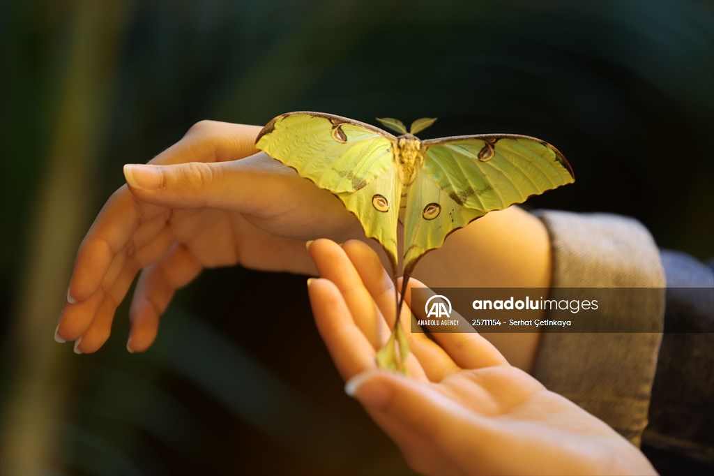 African moon moth, new member of Konya Tropical Butterfly Garden