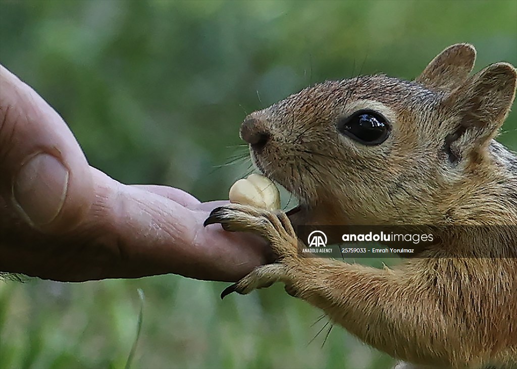 Squirrels in Istanbul's Emirgan Park