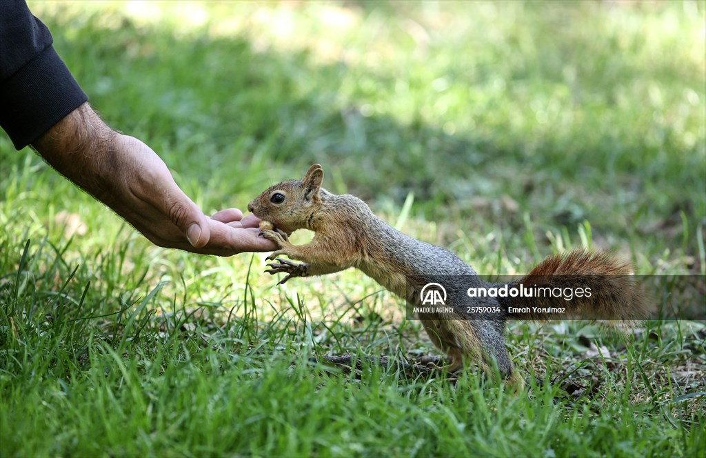 Squirrels in Istanbul's Emirgan Park