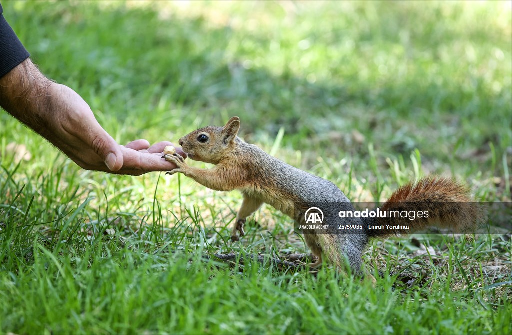Squirrels in Istanbul's Emirgan Park