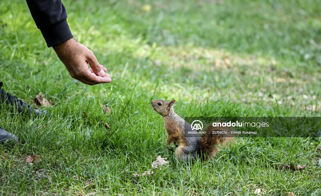 Squirrels in Istanbul's Emirgan Park