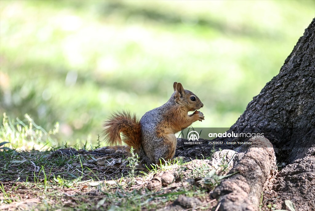 Squirrels in Istanbul's Emirgan Park