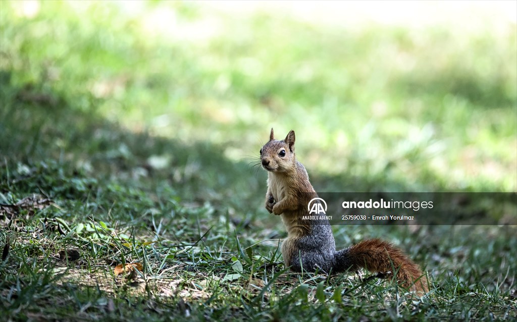 Squirrels in Istanbul's Emirgan Park