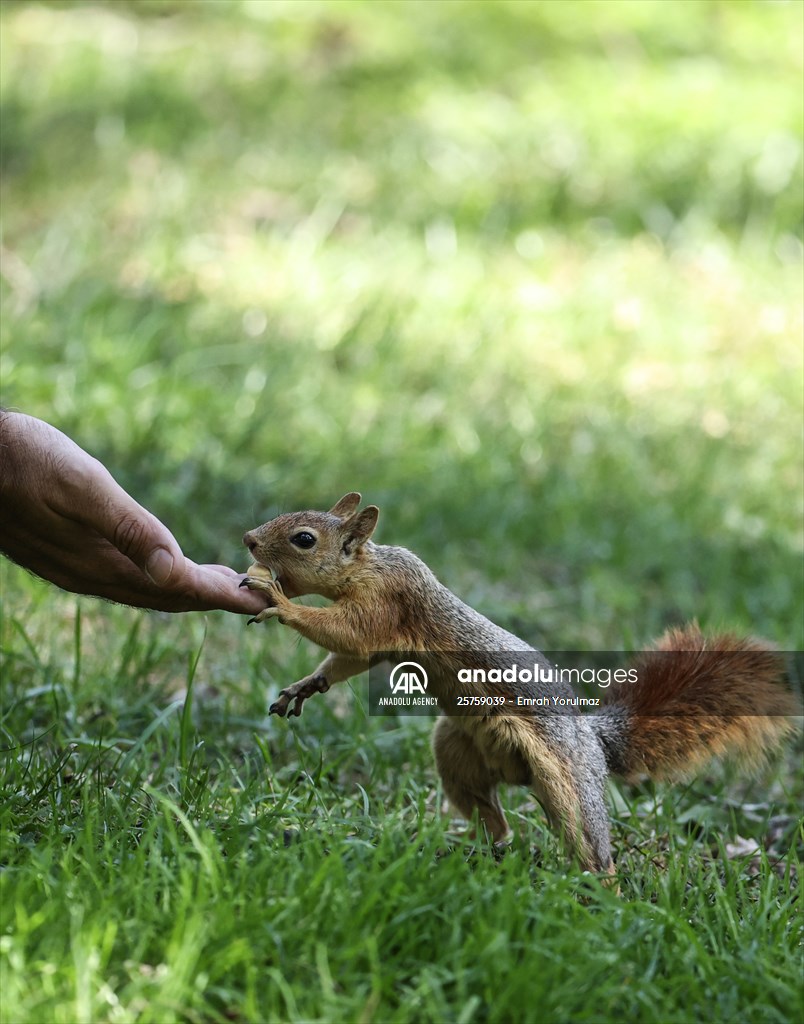 Squirrels in Istanbul's Emirgan Park