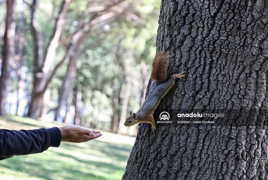 Squirrels in Istanbul's Emirgan Park
