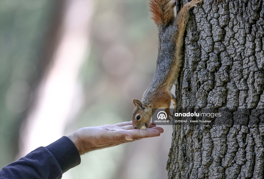 Squirrels in Istanbul's Emirgan Park