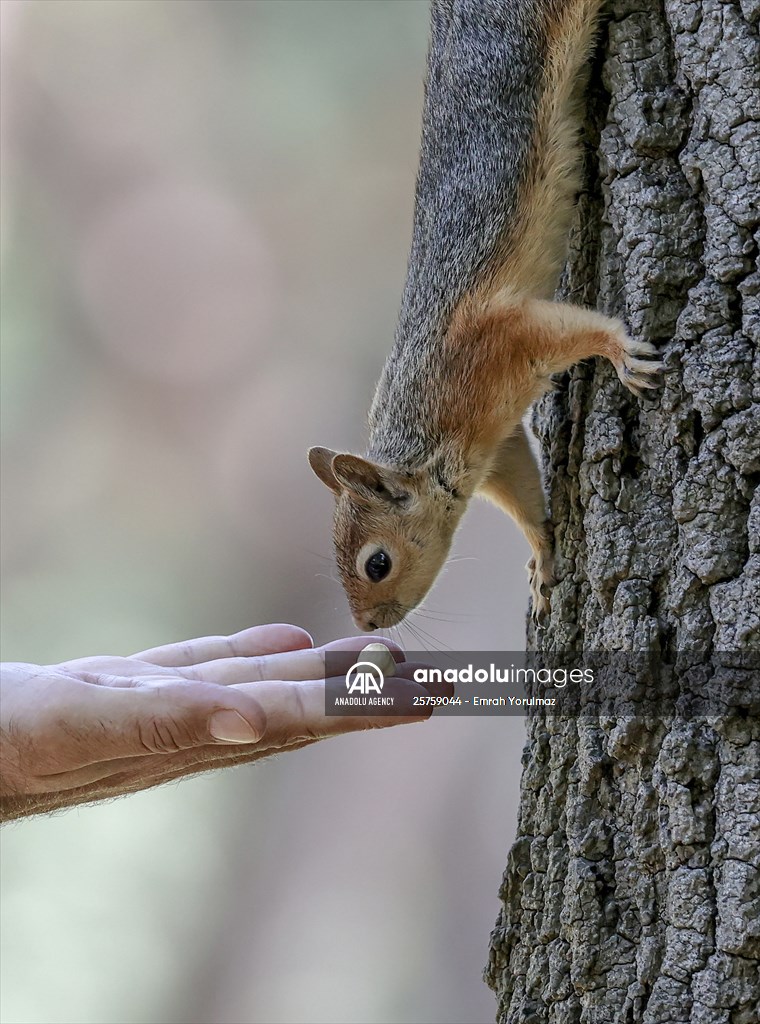 Squirrels in Istanbul's Emirgan Park