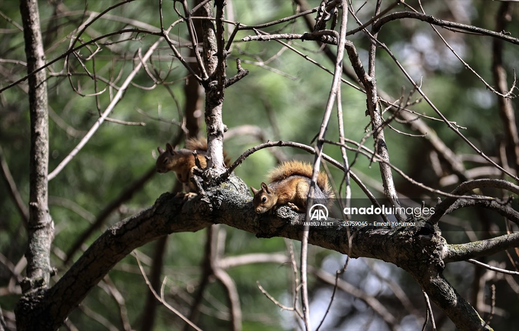 Squirrels in Istanbul's Emirgan Park