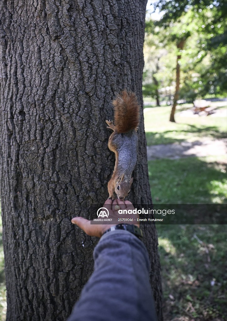 Squirrels in Istanbul's Emirgan Park