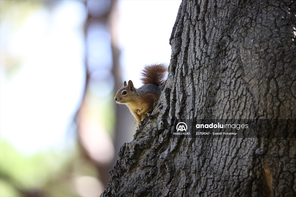 Squirrels in Istanbul's Emirgan Park