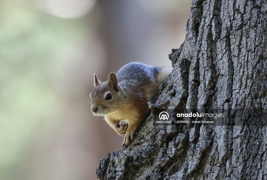 Squirrels in Istanbul's Emirgan Park
