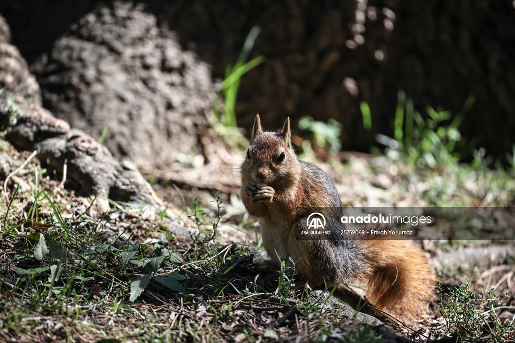 Squirrels in Istanbul's Emirgan Park