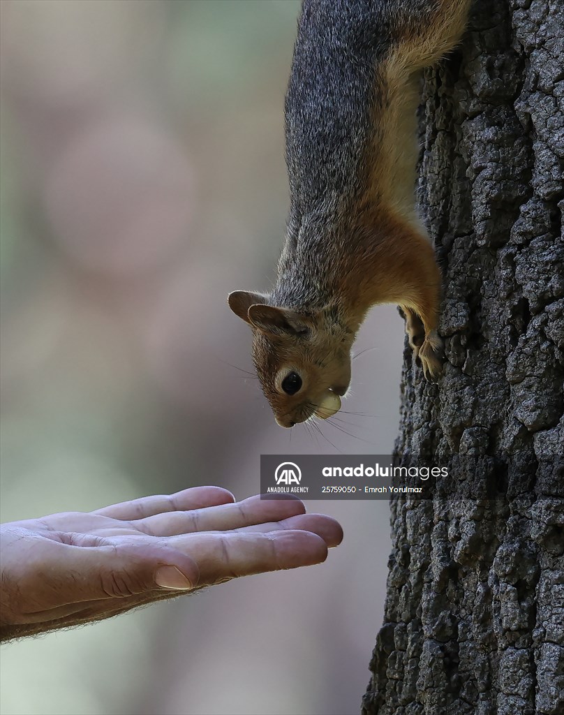 Squirrels in Istanbul's Emirgan Park