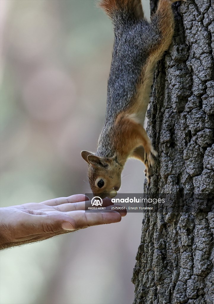 Squirrels in Istanbul's Emirgan Park