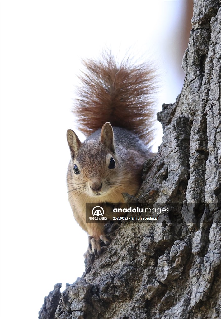 Squirrels in Istanbul's Emirgan Park
