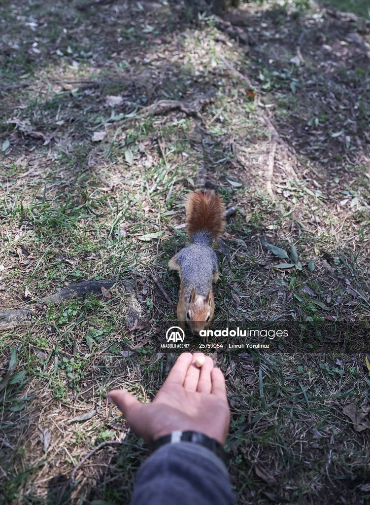 Squirrels in Istanbul's Emirgan Park