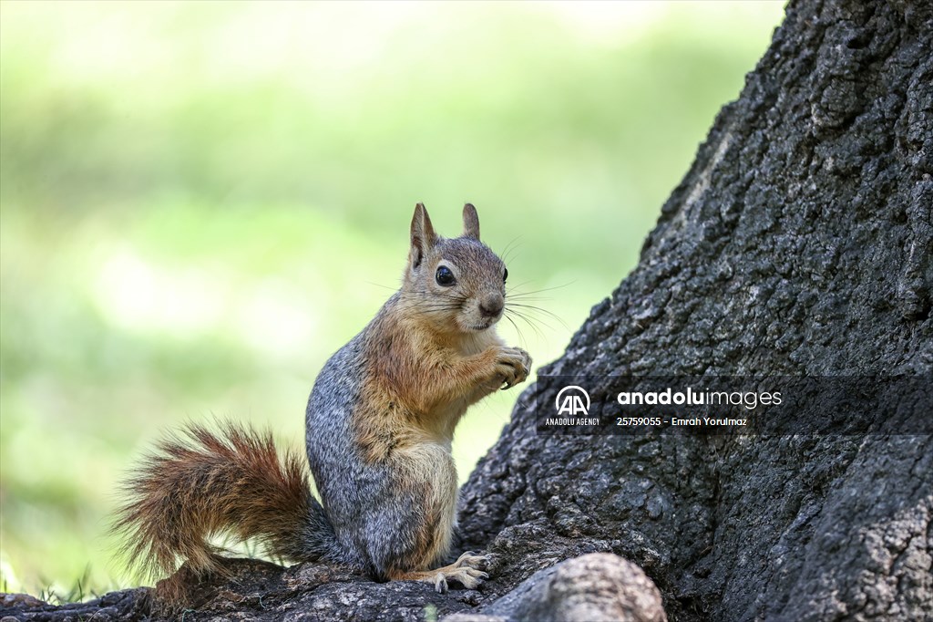 Squirrels in Istanbul's Emirgan Park