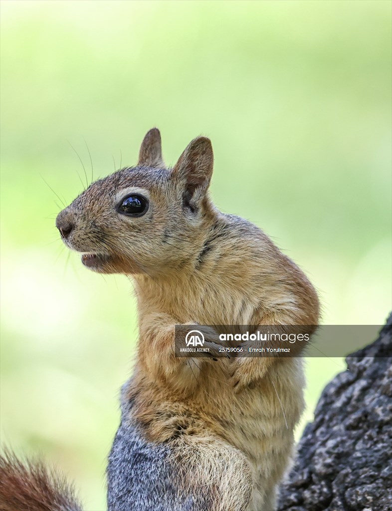 Squirrels in Istanbul's Emirgan Park