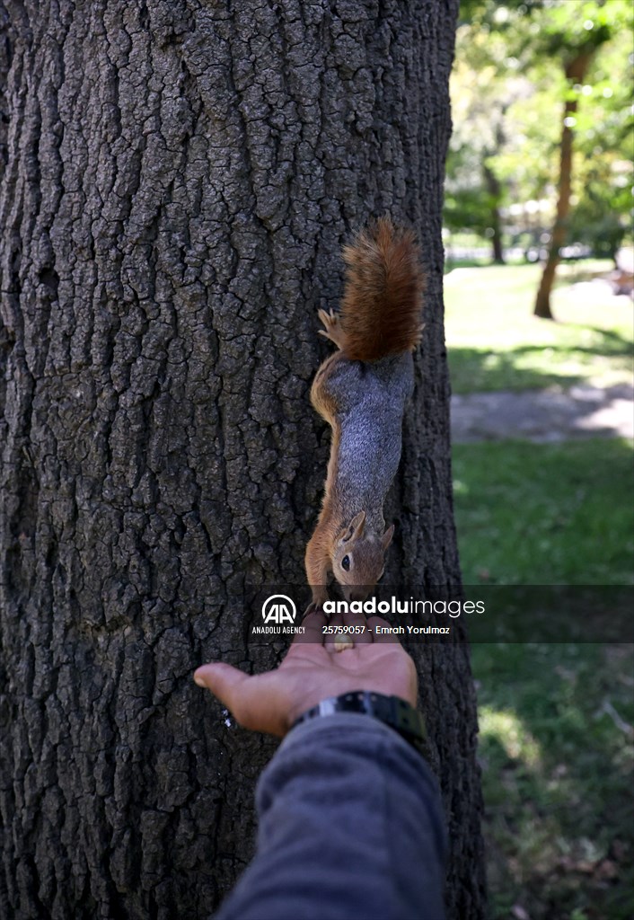 Squirrels in Istanbul's Emirgan Park