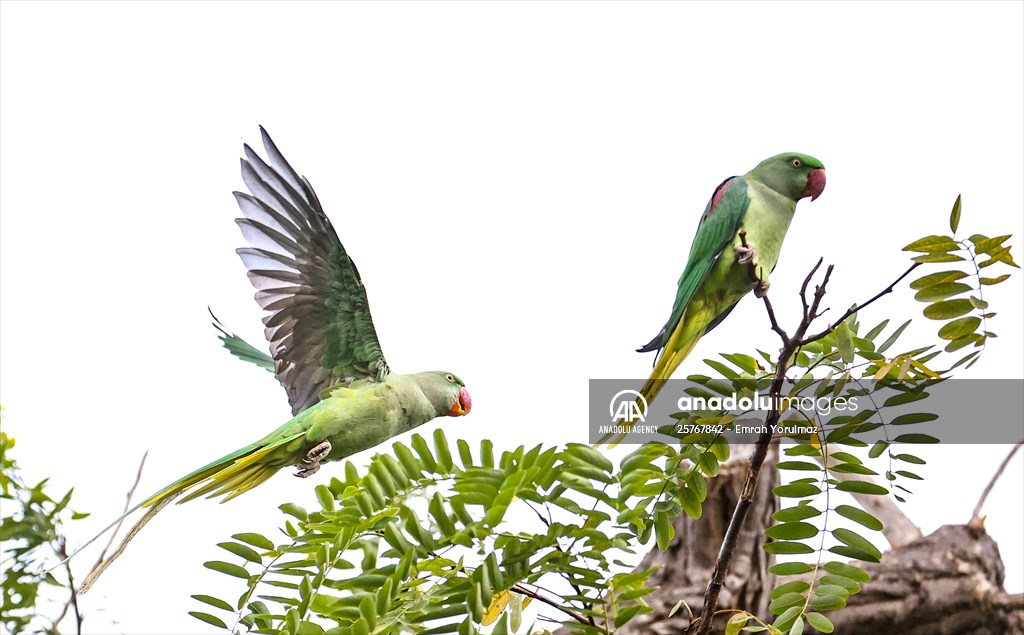 Green Parrots of Gulhane Park in Turkey's Istanbul