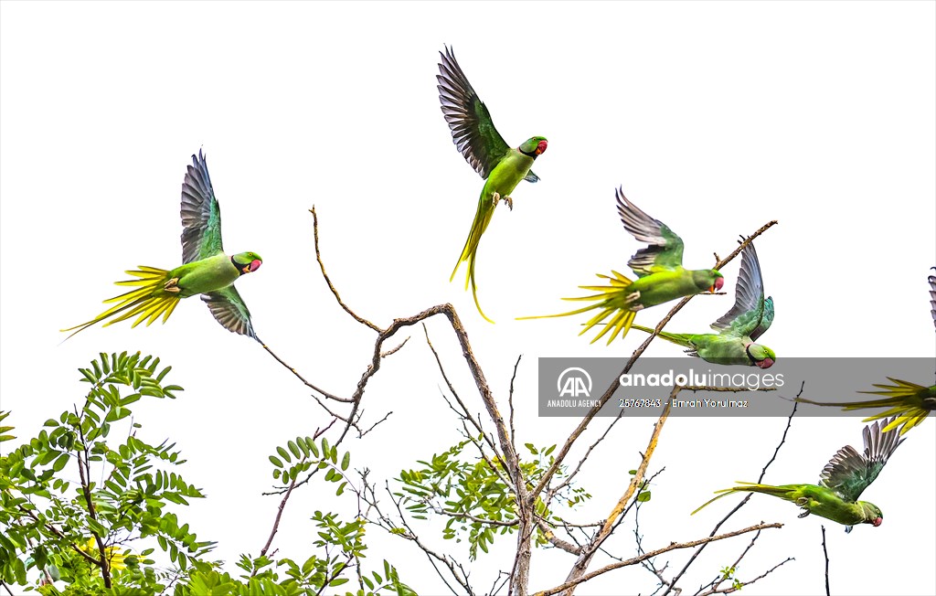Green Parrots of Gulhane Park in Turkey's Istanbul