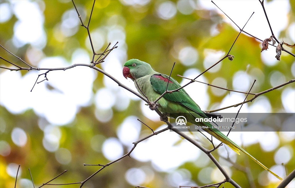 Green Parrots of Gulhane Park in Turkey's Istanbul