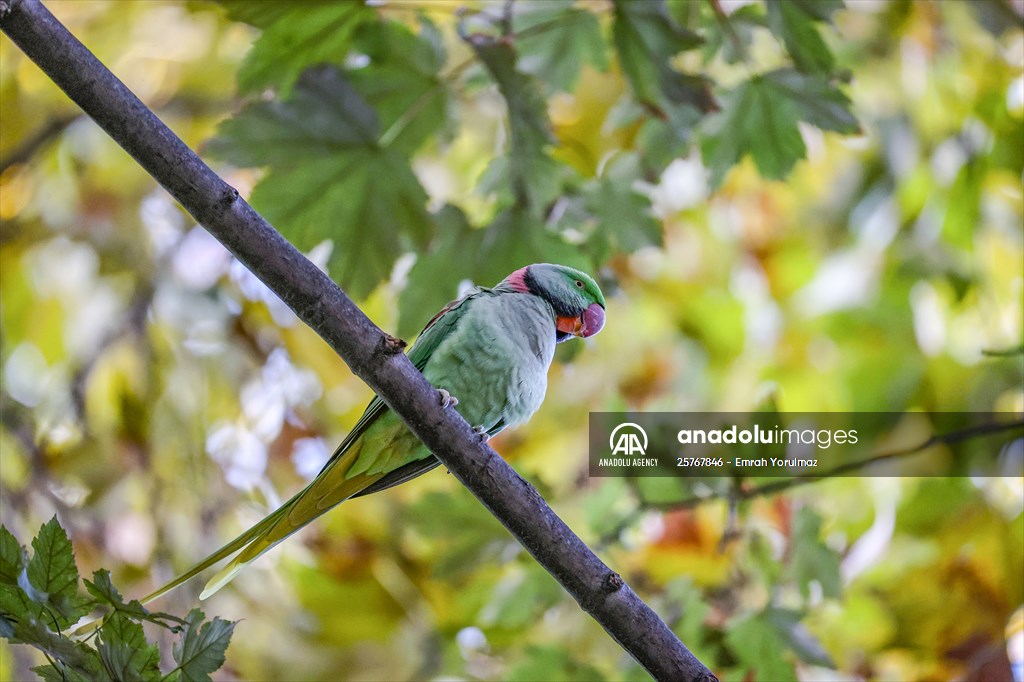 Green Parrots of Gulhane Park in Turkey's Istanbul