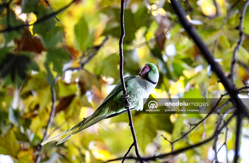 Green Parrots of Gulhane Park in Turkey's Istanbul