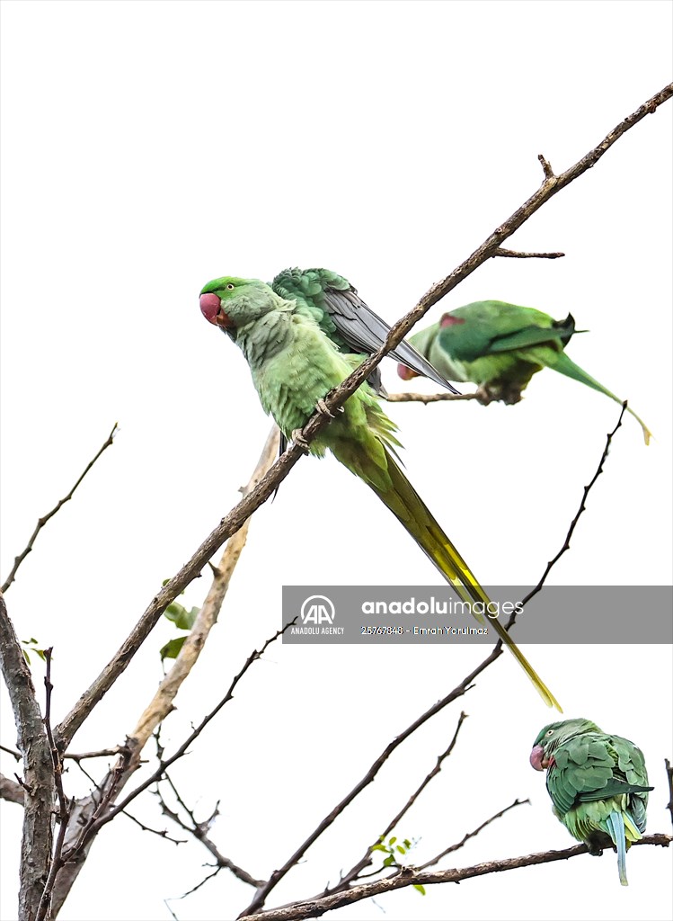 Green Parrots of Gulhane Park in Turkey's Istanbul