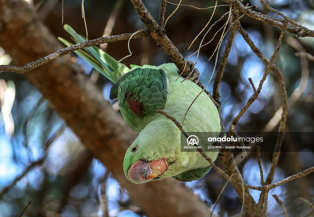 Green Parrots of Gulhane Park in Turkey's Istanbul