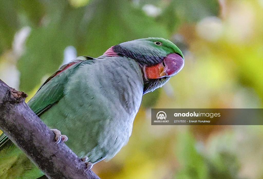 Green Parrots of Gulhane Park in Turkey's Istanbul
