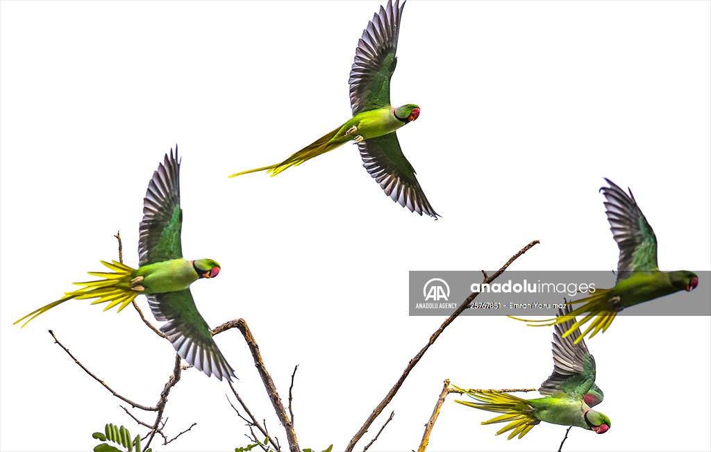 Green Parrots of Gulhane Park in Turkey's Istanbul