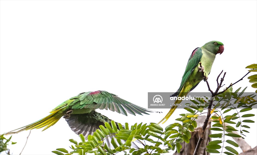 Green Parrots of Gulhane Park in Turkey's Istanbul