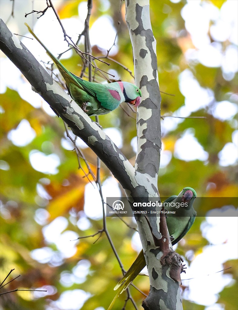 Green Parrots of Gulhane Park in Turkey's Istanbul