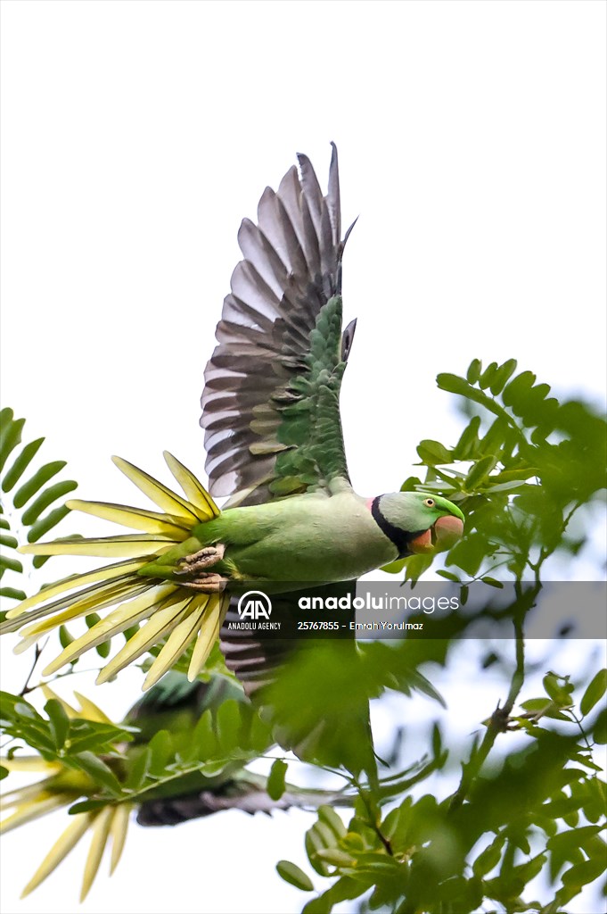 Green Parrots of Gulhane Park in Turkey's Istanbul