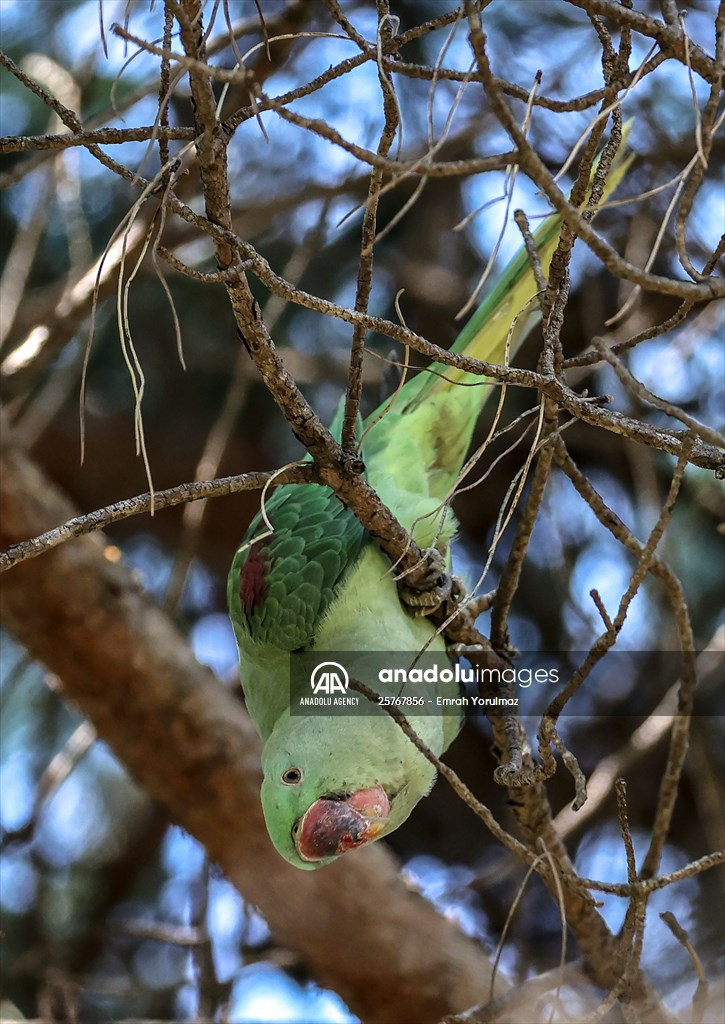 Green Parrots of Gulhane Park in Turkey's Istanbul
