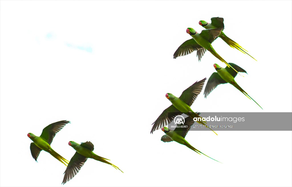 Green Parrots of Gulhane Park in Turkey's Istanbul