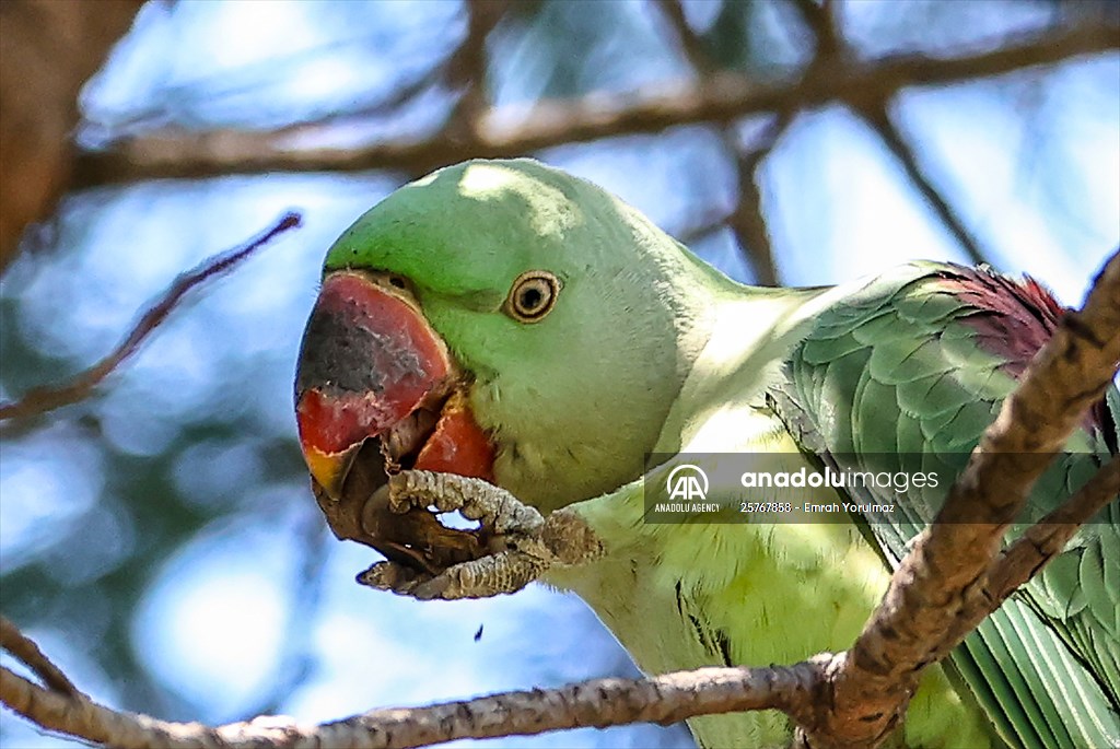 Green Parrots of Gulhane Park in Turkey's Istanbul