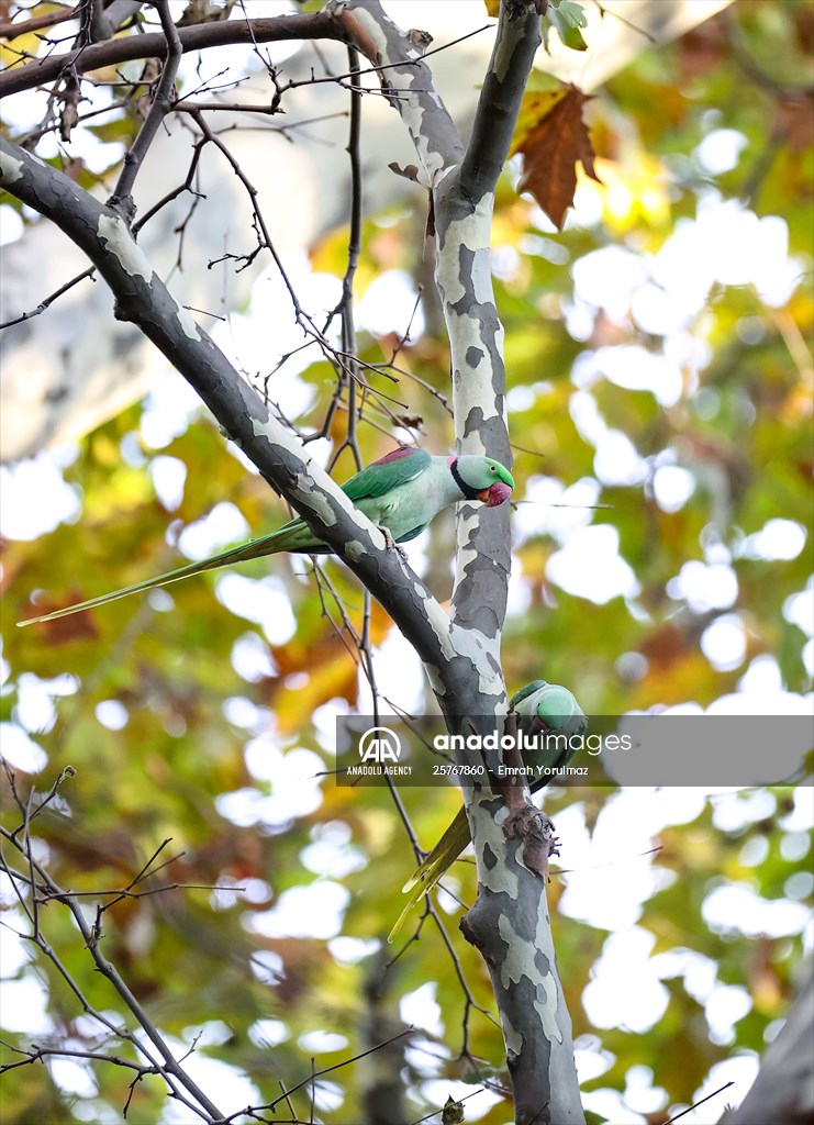 Green Parrots of Gulhane Park in Turkey's Istanbul