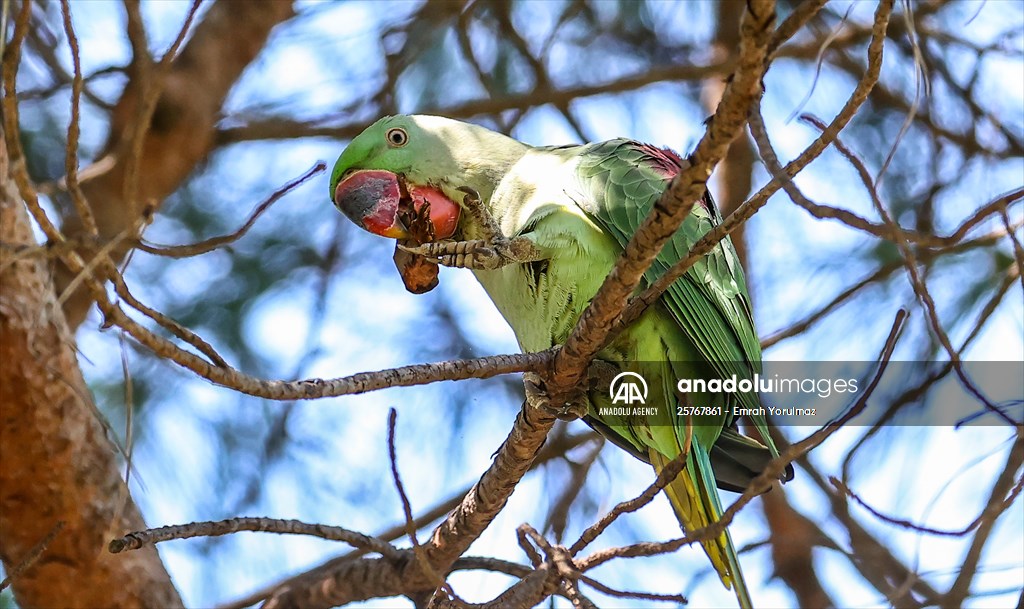 Green Parrots of Gulhane Park in Turkey's Istanbul