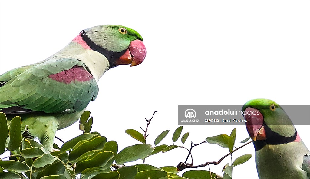Green Parrots of Gulhane Park in Turkey's Istanbul