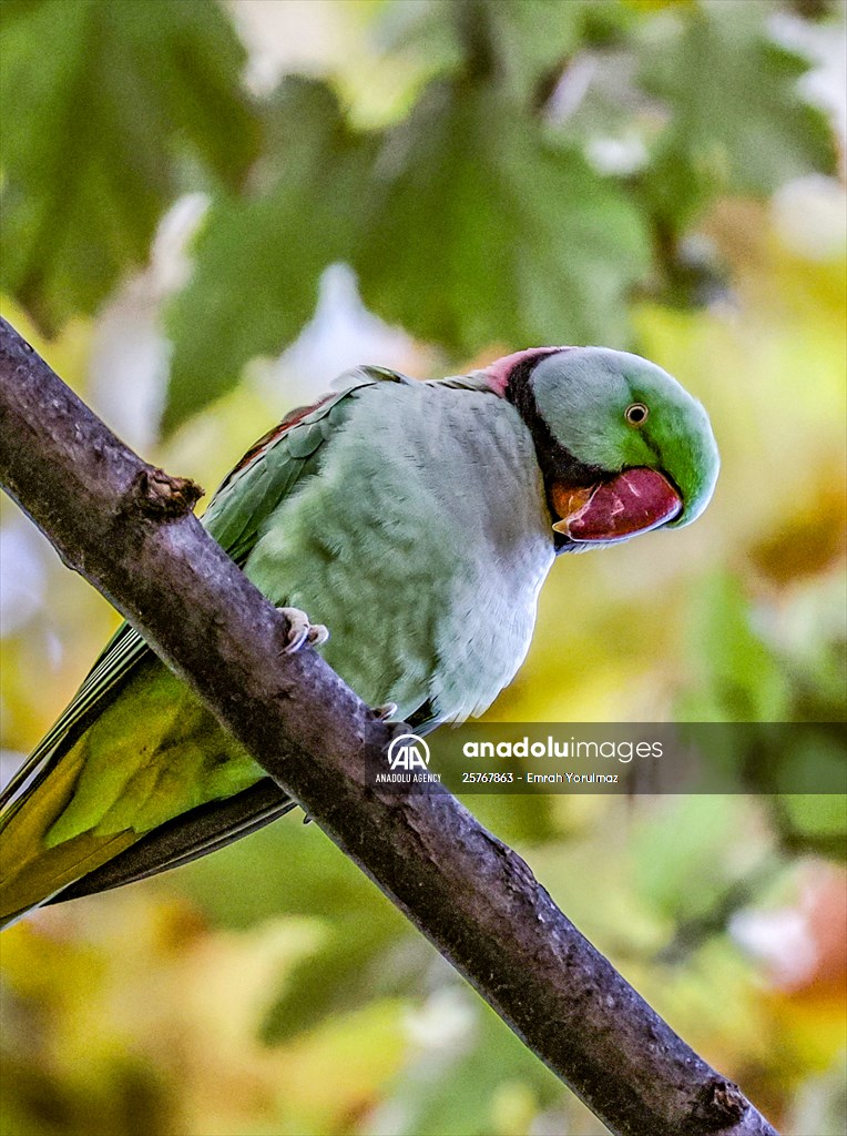 Green Parrots of Gulhane Park in Turkey's Istanbul