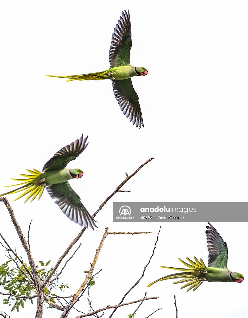 Green Parrots of Gulhane Park in Turkey's Istanbul