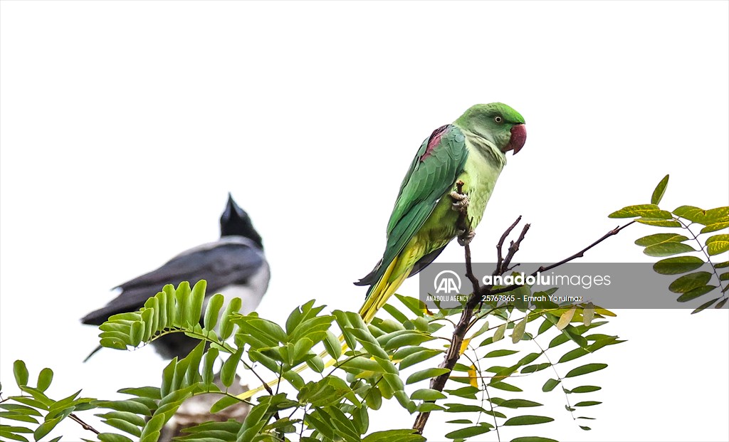 Green Parrots of Gulhane Park in Turkey's Istanbul