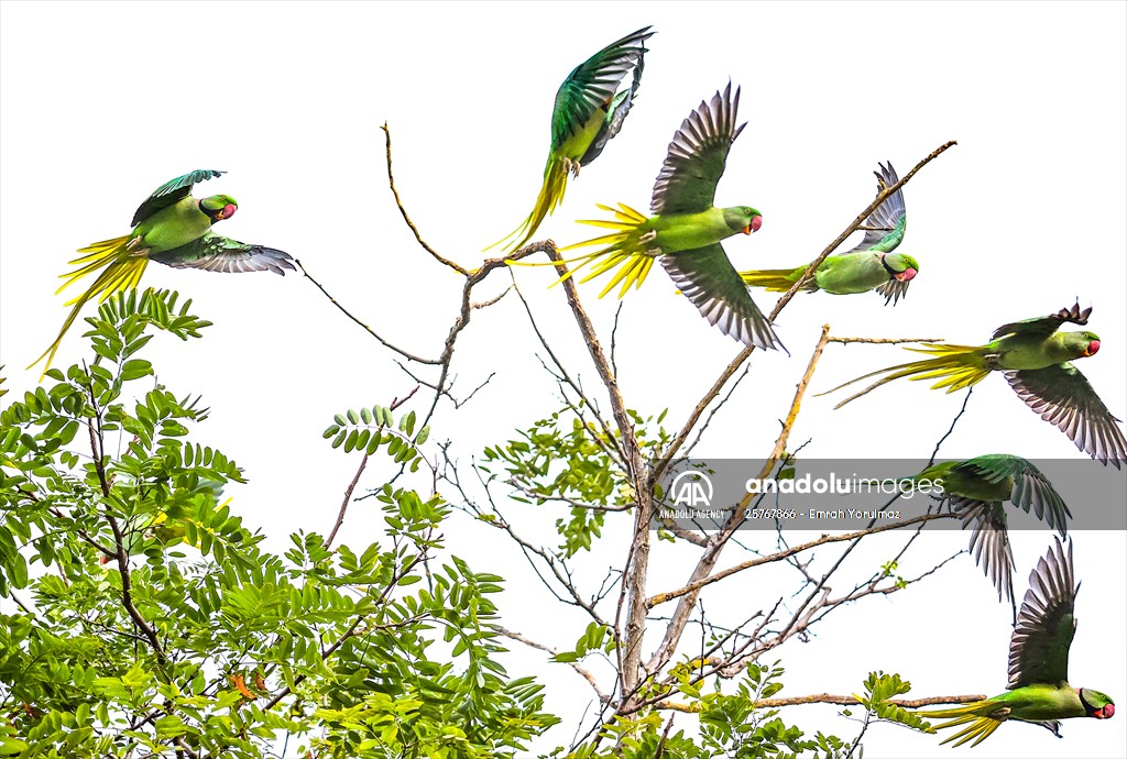 Green Parrots of Gulhane Park in Turkey's Istanbul
