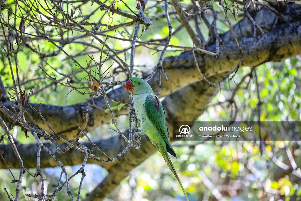 Green Parrots of Gulhane Park in Turkey's Istanbul