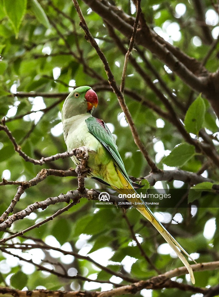 Green Parrots of Gulhane Park in Turkey's Istanbul