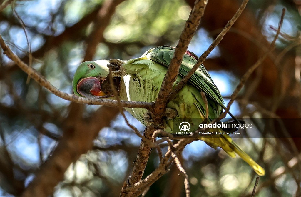 Green Parrots of Gulhane Park in Turkey's Istanbul
