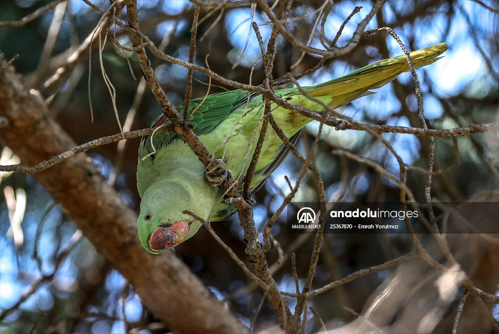 Green Parrots of Gulhane Park in Turkey's Istanbul